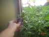 1fst grow 060.jpg