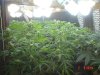 1fst grow 061.jpg