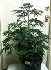 12_16 silver haze side a.jpg