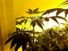 Cheese Quake 2nd Wk Flower.jpg