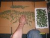 WW harvest trimmed.jpg