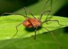 800px-Opiliones_harvestman.jpg