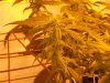 Day 65, Flowering Day 50, KK (4).jpg