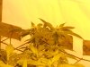 Day 65, Flowering Day 50, KK (5).jpg