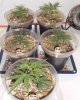 12-19 P.R. Clones Full.jpg