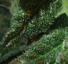 Trichome f.jpg