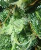 Trichome e.jpg