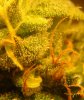 Trichome d.jpg