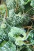 Trichome h.jpg