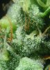 Trichome g.jpg