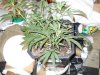 lst grow 494.jpg