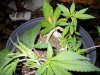 lst grow 476.jpg