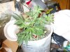 lst grow 481.jpg