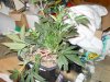 lst grow 506.jpg