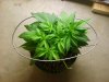 no1 clone day 47-1.jpg