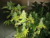 moms' last days    clones end four weeks 001.jpg