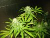 moms' last days    clones end four weeks 022.jpg