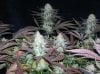 Querkle -day 42 fl 016.jpg