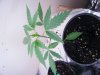 dro plant week 4.jpg