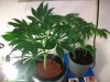 new grow 087pppp.jpg