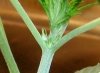 new grow 090ppp.jpg