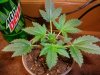 new grow 088ppppp.jpg