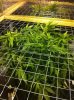 Scrog 005.jpg