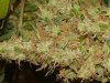 JTR #3 Harvest 88 days018.jpg