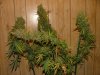 JTR #3 Harvest 88 days003.jpg