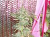 rockwood batch 1 flower 8 week fluor light 007.jpg