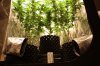 frydayknight420-264648-albums-mendo-afgoo-sour-diesel-1000-watt-3-x3-picture1345355-img-4904.jpg