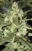 dannyboy f1 50-50 pheno-1.jpg