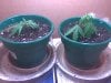 day 10 clones.jpg