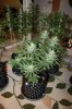 frydayknight420-264648-albums-2nd-grow-sour-diesel-mendo-afgoo-picture1345714-img-5017.jpg