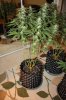 frydayknight420-264648-albums-2nd-grow-sour-diesel-mendo-afgoo-picture1345719-img-5018.jpg