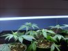 gods kush clones (3).jpg