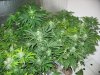 end week five of flowering 007.jpg