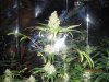 bagseed top  at night.jpg