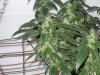 Day 78, Flowering Day 53, KK (3).jpg