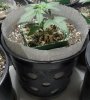 12-30 Super Skunk #3 Air Pot.jpg