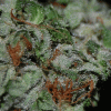 harvest03.gif