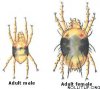 2_spider_mites_1.jpg