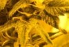 CJ TRICHOME CLOSE UP.jpg