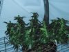 Day 80, Flowering Day 55, KK (4).jpg