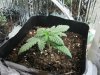 Bagseed In Pc Box Day 14 (12-16-2010).jpg