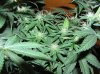 1st grow stage 2 012.jpg