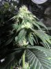 1st grow stage 2 028.jpg