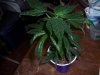 grow room and plant def. pics 039.jpg