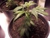 grow room and plant def. pics 042.jpg