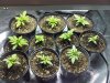 indoor_grow_day_8_1.jpg